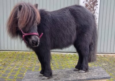 Shetty Pepper auf der Wippe
