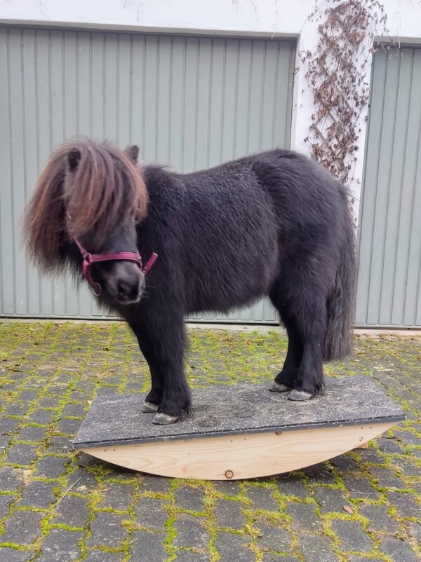 Shetty Pepper auf der Wippe