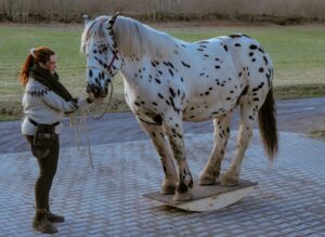 image00127~2 Noriker Sixtus auf der Wippe